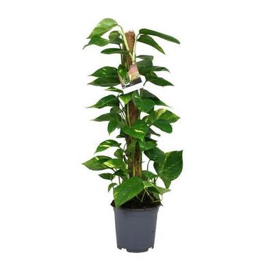 Scindapsus Epipremnum - Ø19cm - ?80cm