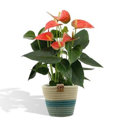 Anthurium andreanum Prinz von Orange inkl. PURE Korb - 45cm - Ø12