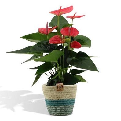 Anthurium andreanum Süßer Traum inkl. PURE Korb - 45cm - Ø12