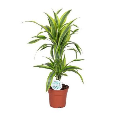 Dracaena Zitrone-Limette - Ø17cm - ?65cm