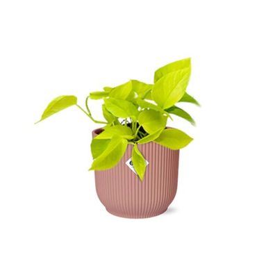 Epipremnum Pinnatum 'Golden Pothos' in ELHO Vibes Fold 14cm rosa