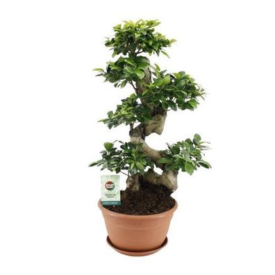 Ficus Ginseng - Ø27cm - ?70cm