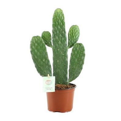 Opuntia Rubescens Consolea - Ø12cm - ?35cm