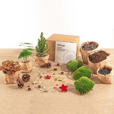 Pflanzenterrarium-Paket - Mini-Weihnachtsbaum - 3 Pflanzen - Nachfüllpackung & Starte