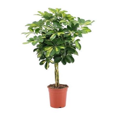 Schefflera Arboricola Gold Capella - Ø19cm - ?75cm