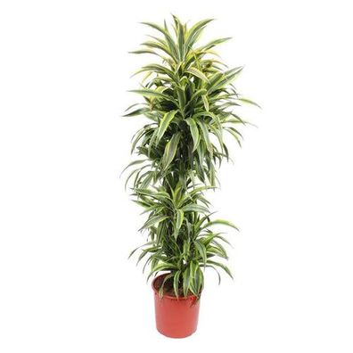 Dracaena Zitronenlimette - 170 cm - ø34