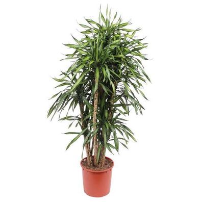 Dracaena Riki - 170 cm - ø34