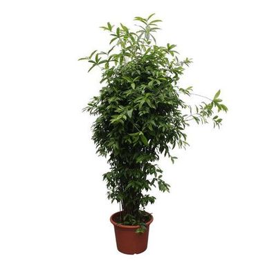 Dracaena Surculosa - 300 cm - ø60