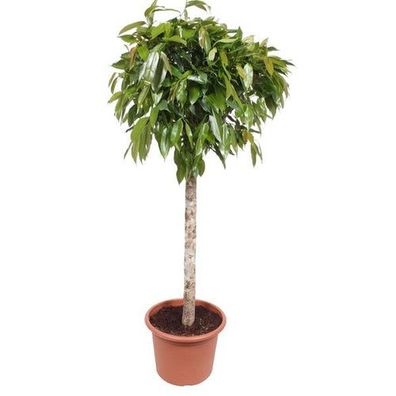 Ficus Amstel König - 180 cm - ø40