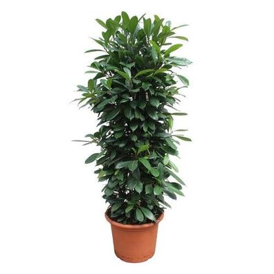 Ficus Cyathistipula Mullständer - 230 cm - ø60