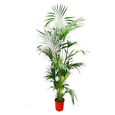 Kentia-Palme - 200 cm - ø24