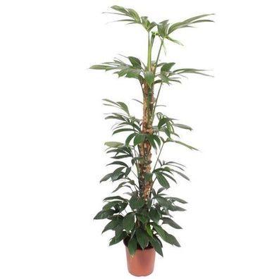 Philodendron Drachenschwanz Moosstrauch - 150 cm - ø27