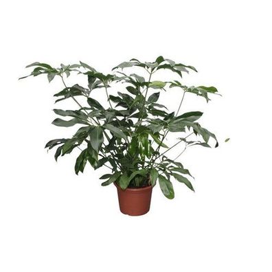 Philodendron Grünes Wunder XL - 140 cm - ø45