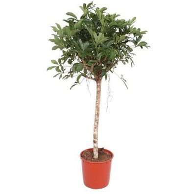 Schefflera Arboricola Compacta Baum - 150 cm - ø34