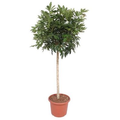 Schefflera Arboricola Compacta Baum - 190 cm - ø45