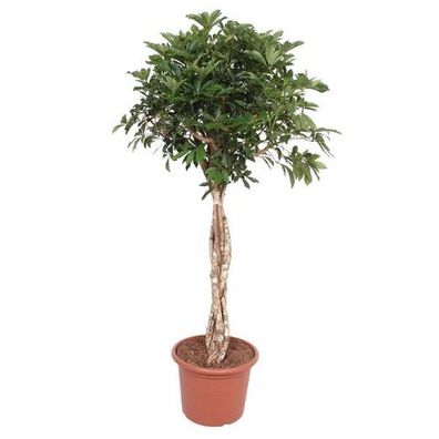 Schefflera Arboricola Compacta geflochtener Stamm - 180 cm - ø45