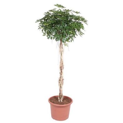 Schefflera Arboricola Compacta geflochtener Stamm - 200 cm - ø50