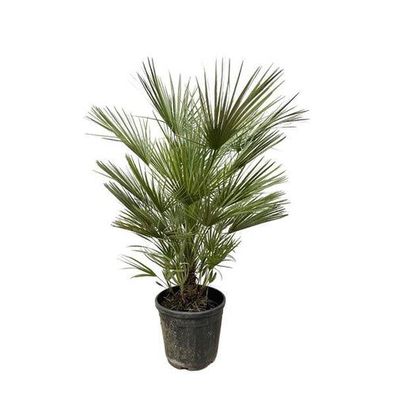 Chamaerops Humilis - 150 cm - ø30