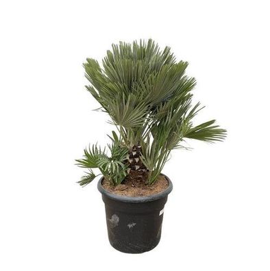 Chamaerops Humilis kompakt - 120cm - ø45