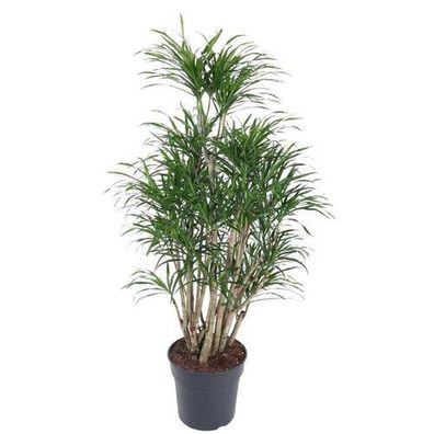 Dracaena Anita verzweigt - 160 cm - ø31