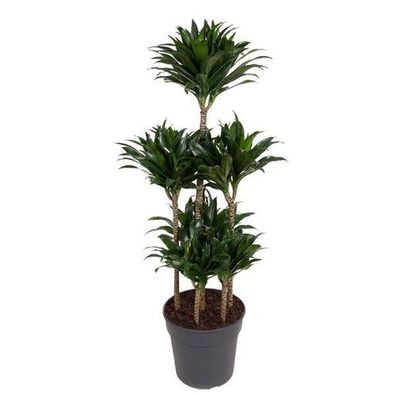 Dracaena Compacta Karussell - 130 cm - ø31