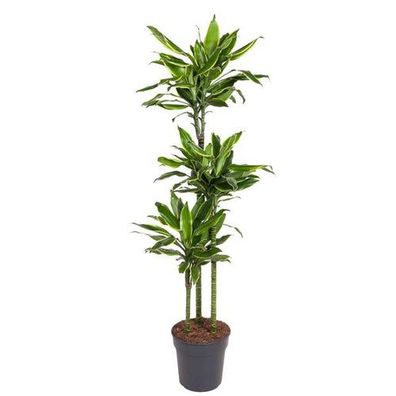 Dracaena Goldene Küste - 160 cm - ø24