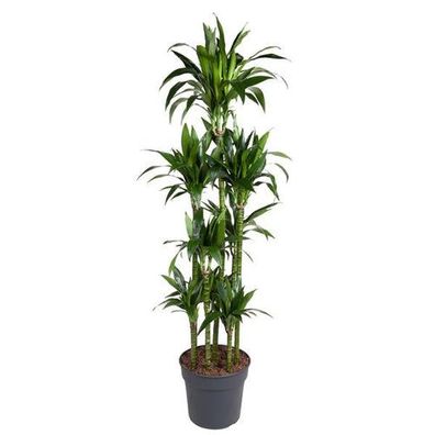 Dracaena Janet Craig Karussell - 180 cm - ø34