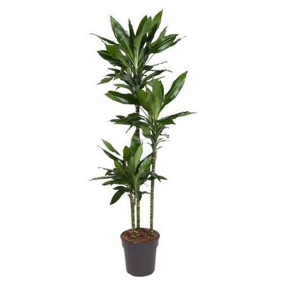 Dracaena Janet Lind - 160 cm - ø24