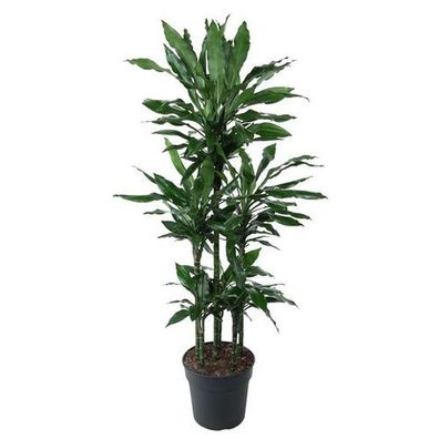 Dracaena Janet Lind Karussell - 140 cm - ø31