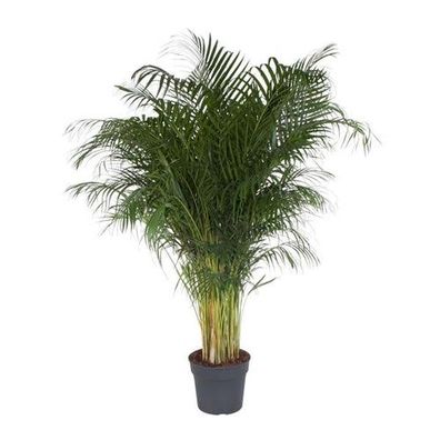 Dypsis Lutescens - 200 cm - ø34