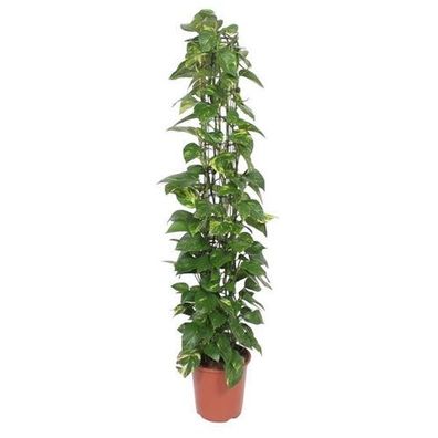 Epipremnum Aureum Netzständer - 160 cm - ø27