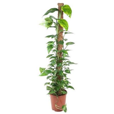 Epipremnum Pinnatum Moosstock - 150 cm - ø27