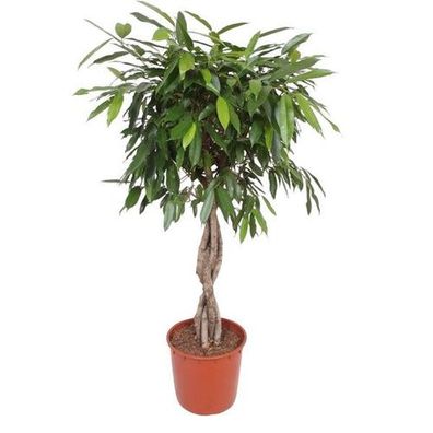 Ficus Amstel King geflochtener Stamm - 140 cm - ø34