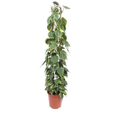 Philodendron Scandens Brasil Netzständer - 160 cm - ø27