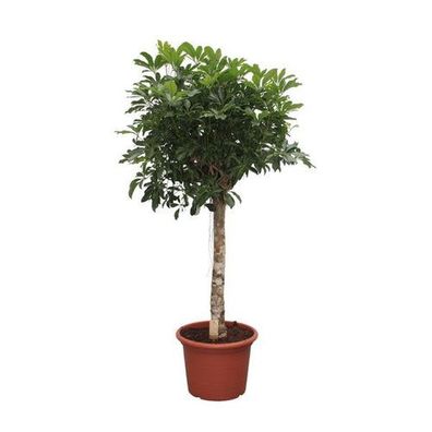 Schefflera Arboricola Compacta Baum - 180 cm - ø35