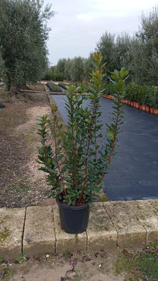 Arbutus Unedo Erdbeerbaum Corbezzolo ca. 140 cm / /30 Pflanze Garten & Terrasse