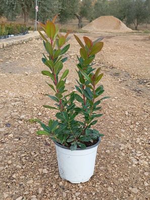 Arbutus Unedo Corbezzolo Erdbeerbaum 40-60 cm / /17 Pflanze für Garten & Terrasse