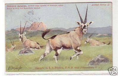 30950 Ak Gemsbock Antilope in Afrika 1911