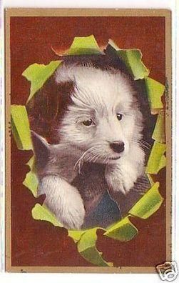 24634 Ak Hunde Welpe schaut durch Karton um 1910