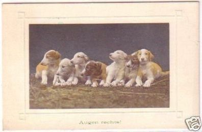 25096 Ak Junge Hunde "Augen rechts!" 1919