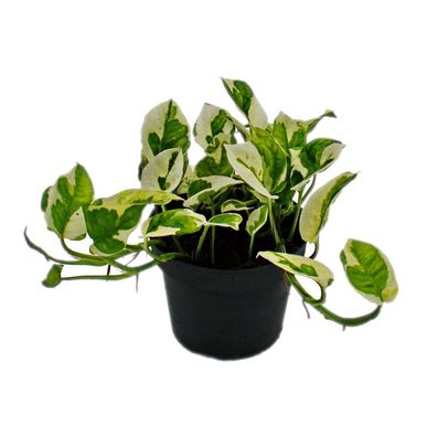 Epipremnum aureum "N'Joy" - Efeutute - kleinblättrig und weiss-bunt - 12cm Topf