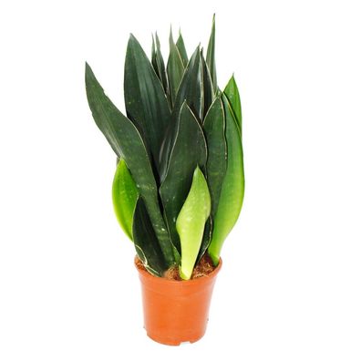 Sansevieria trifasciata Black Diamond schwarzer Bogenhanf Solitärpflanze im 17cm