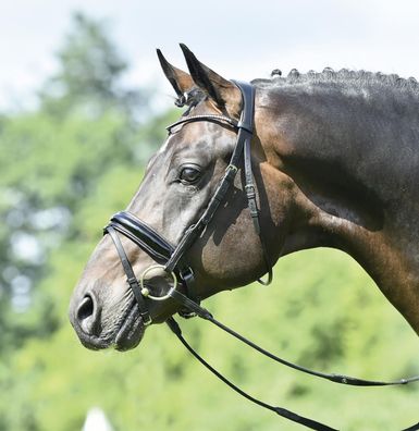 Busse Trense Mailand schwarz/Lack-Kristall