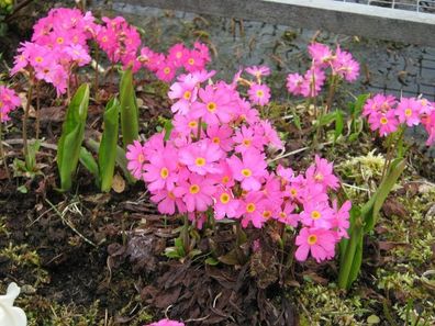 Rosenprimel Primula rosea Primel 10 Samen Teichpflanze, SumpfPrimel, Teich