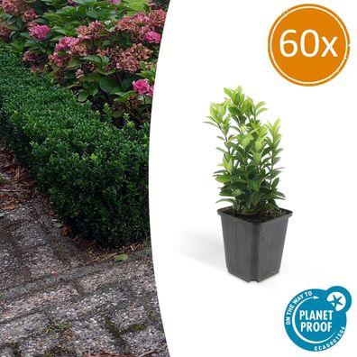 Euonymus japonicus 'Green Spire' | 60 Stücke - Ø9cm - 10-25cm - Gartenpflanze