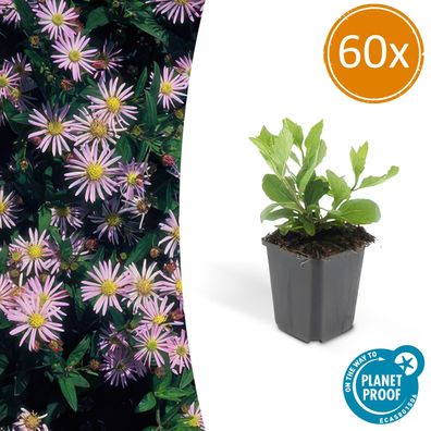 Aster ageratoides 'Asran' | 60 Stücke - Ø9cm - 10-25cm - Gartenpflanze