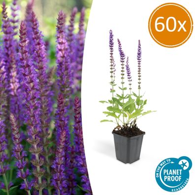 Salvia nemorosa 'Ostfriesland' | 60 Stücke - Ø9cm - 10-25cm - Gartenpflanze