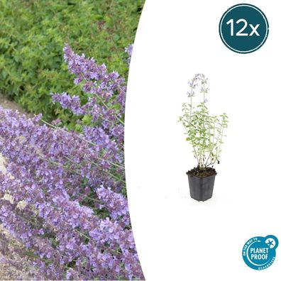 Nepeta 'Walker's Low' | 12 Stücke - Ø9cm - 10-25cm - Gartenpflanze