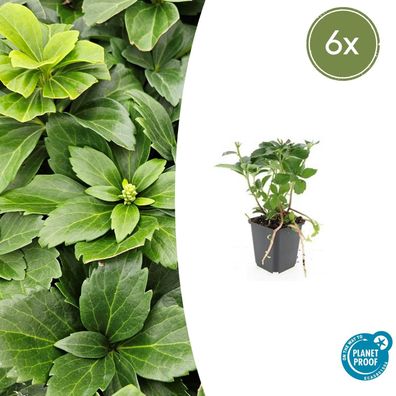 Pachysandra terminalis | 6 Stücke - Ø9cm - 10-25cm - Gartenpflanze