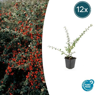 Cotoneaster suecicus 'Coral Beauty' | 12 Stücke - Ø9cm - 10-25cm - Gartenpflanze